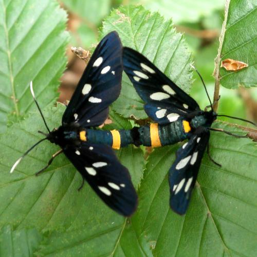 Mating season