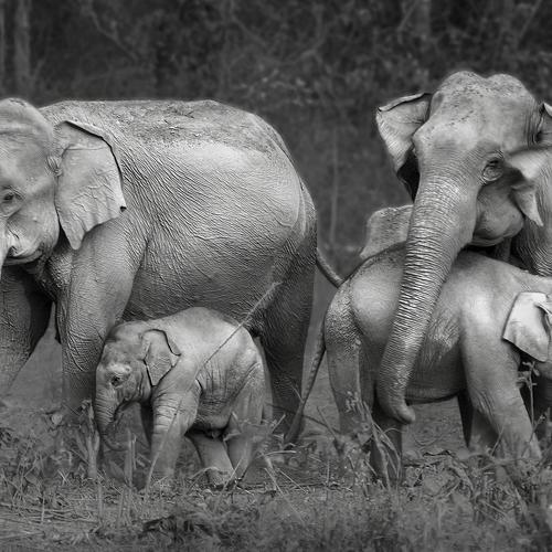 my family