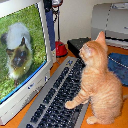 Tiger on matrimonial site