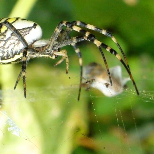 Паук-кругопряд