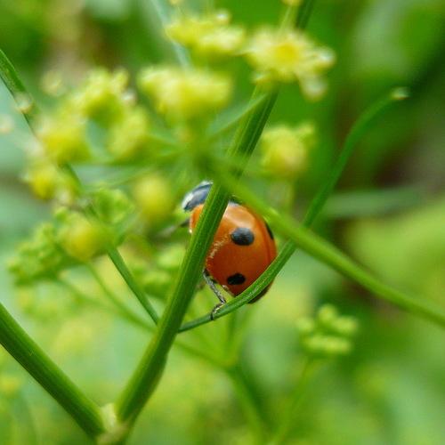 Ванька-кубанька