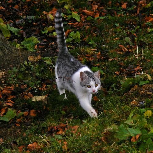 Kittycat