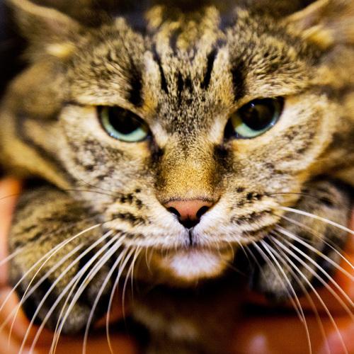 Photo #3441325
