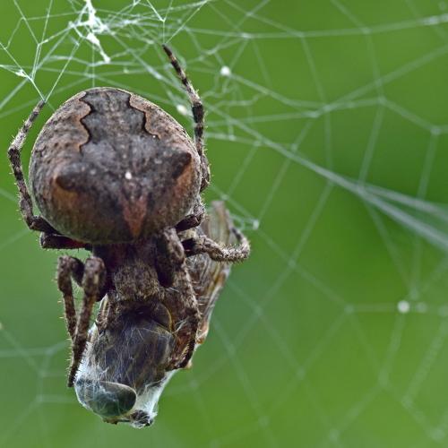 паук-крестовик (Araneus circus)