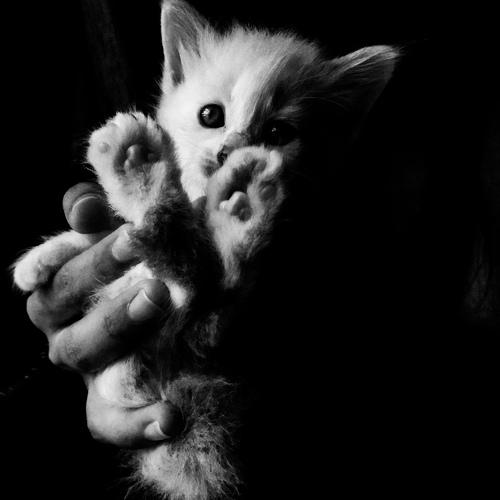 White cat