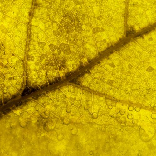 yellow leaf trapped in ice