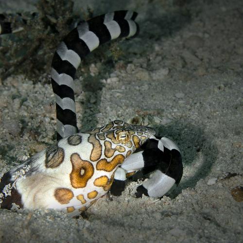 Underwater predator