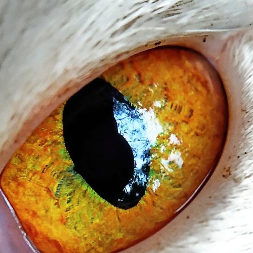 Beauty of Eye