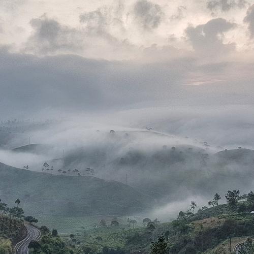 Peaceful Morning at Tea Plantation
