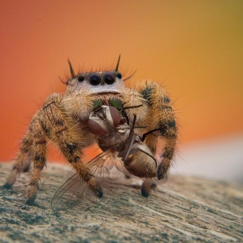 Spider and Hunt