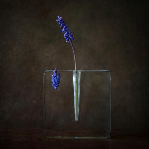 still life with  blue flowers
