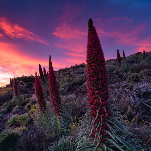 The Red Empire strikes back