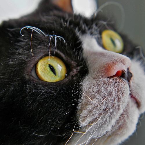 Мой кот