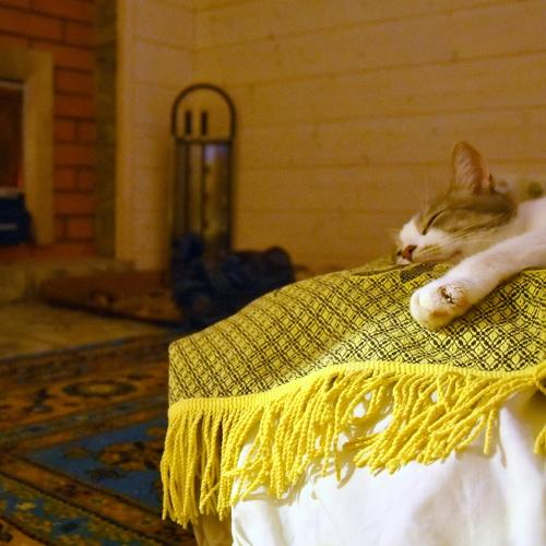 Кошачий релакс