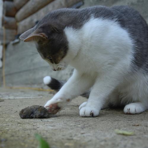 Кот Саймон поймал мышь