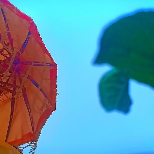 Umbrella