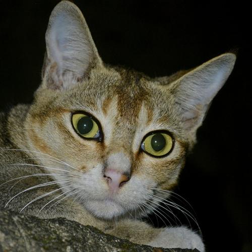 Bright Eyes