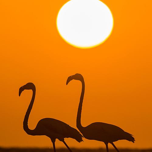 Perfect Duo at Sundown