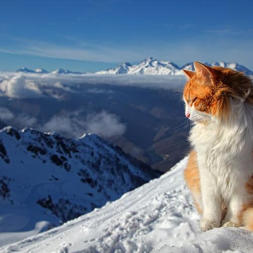 Горный котик