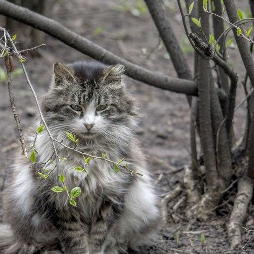 Весенний котЭ