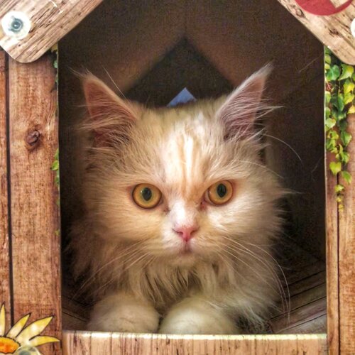 Home Cat
