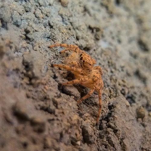 Little Spider