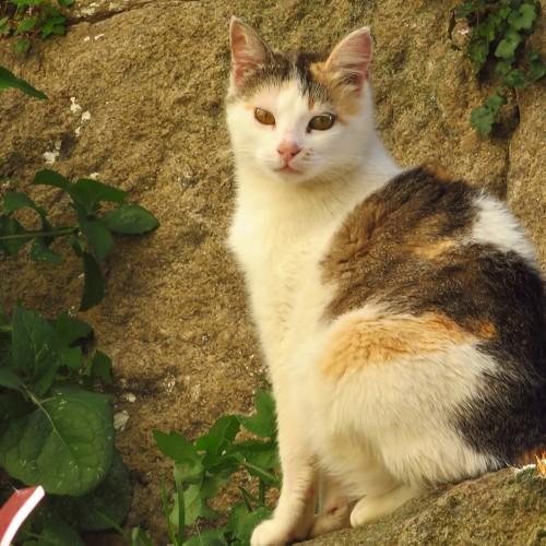 Cat on a wall
