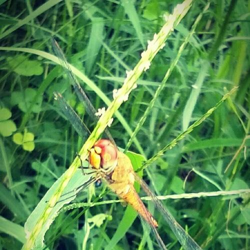 Dragonfly