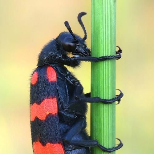 Orange Blister Beetle