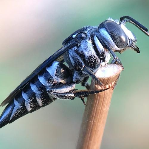 Cuckoo Leafcutter Bee
