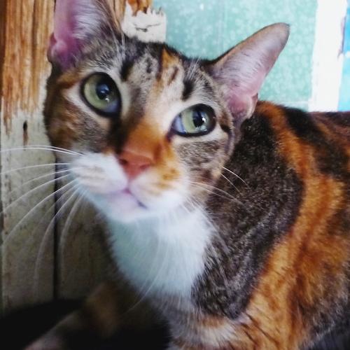 Cat Portrait