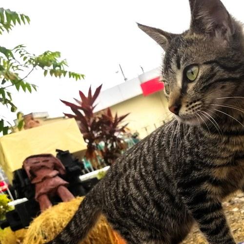 Gato campeón
