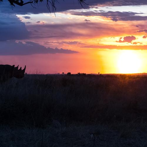 the lone rhino at dusk