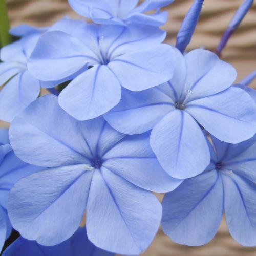 Blue Flowers Plumbago