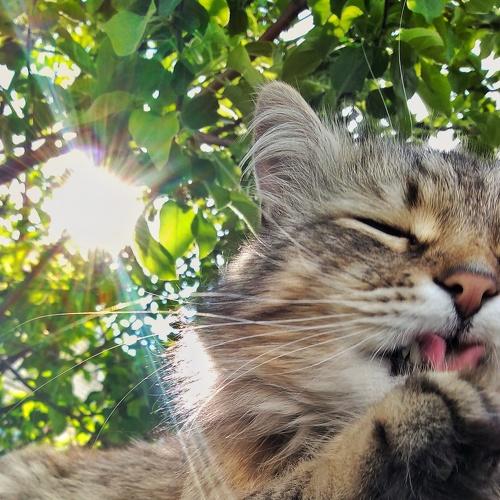 кот