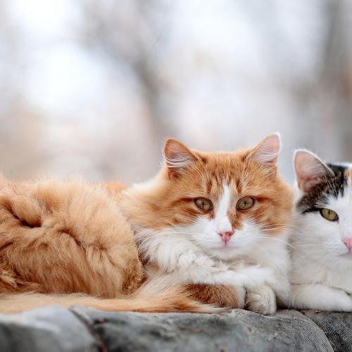 Mr. & Mrs. Cat