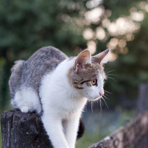 Hunter