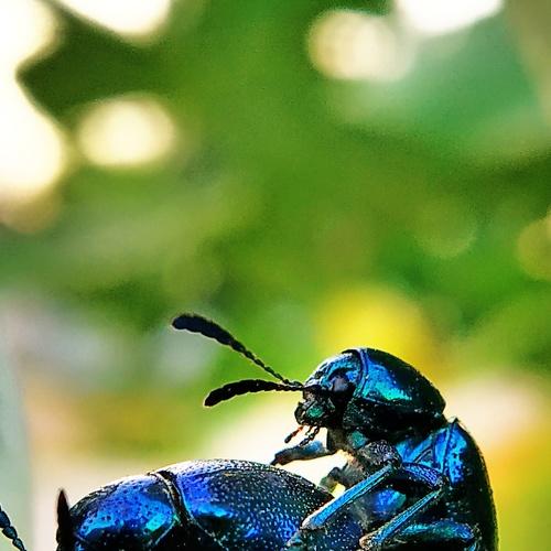Mating Love