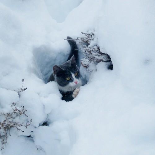 Photo #3459744