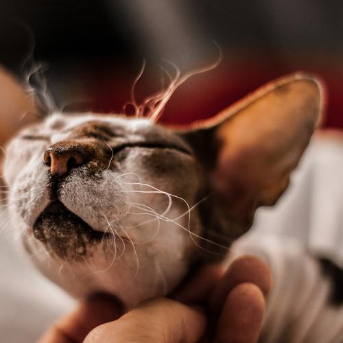 Photo #3459767