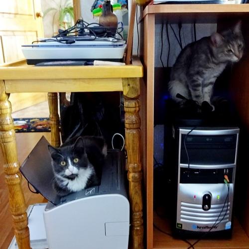 Photo #3459788