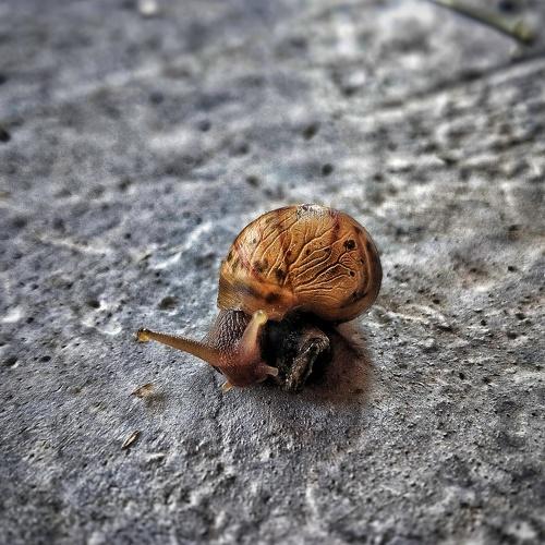 PIG SNAIL