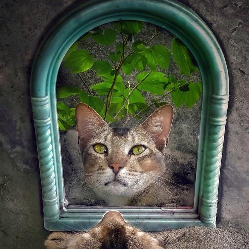 The Reflections