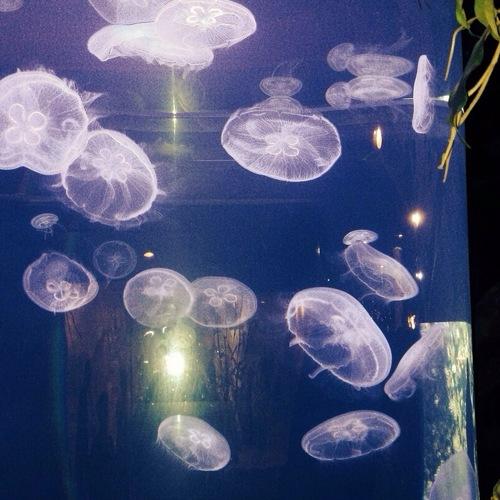Jelly Fish