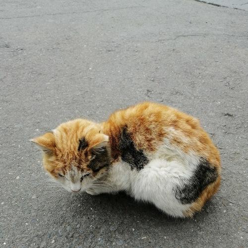 yellow cat