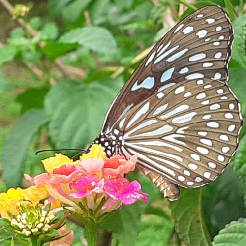 Indicator of balanced eco system: Butterfly!