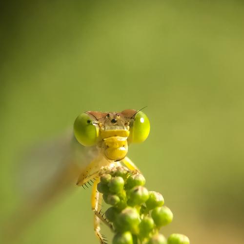 Smiling damselfly