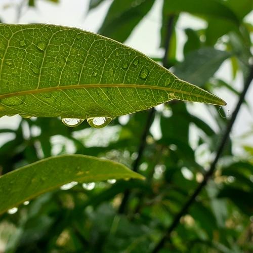 Rain drop!