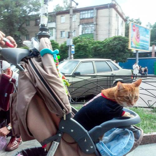 За покупками...