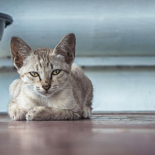 Котик